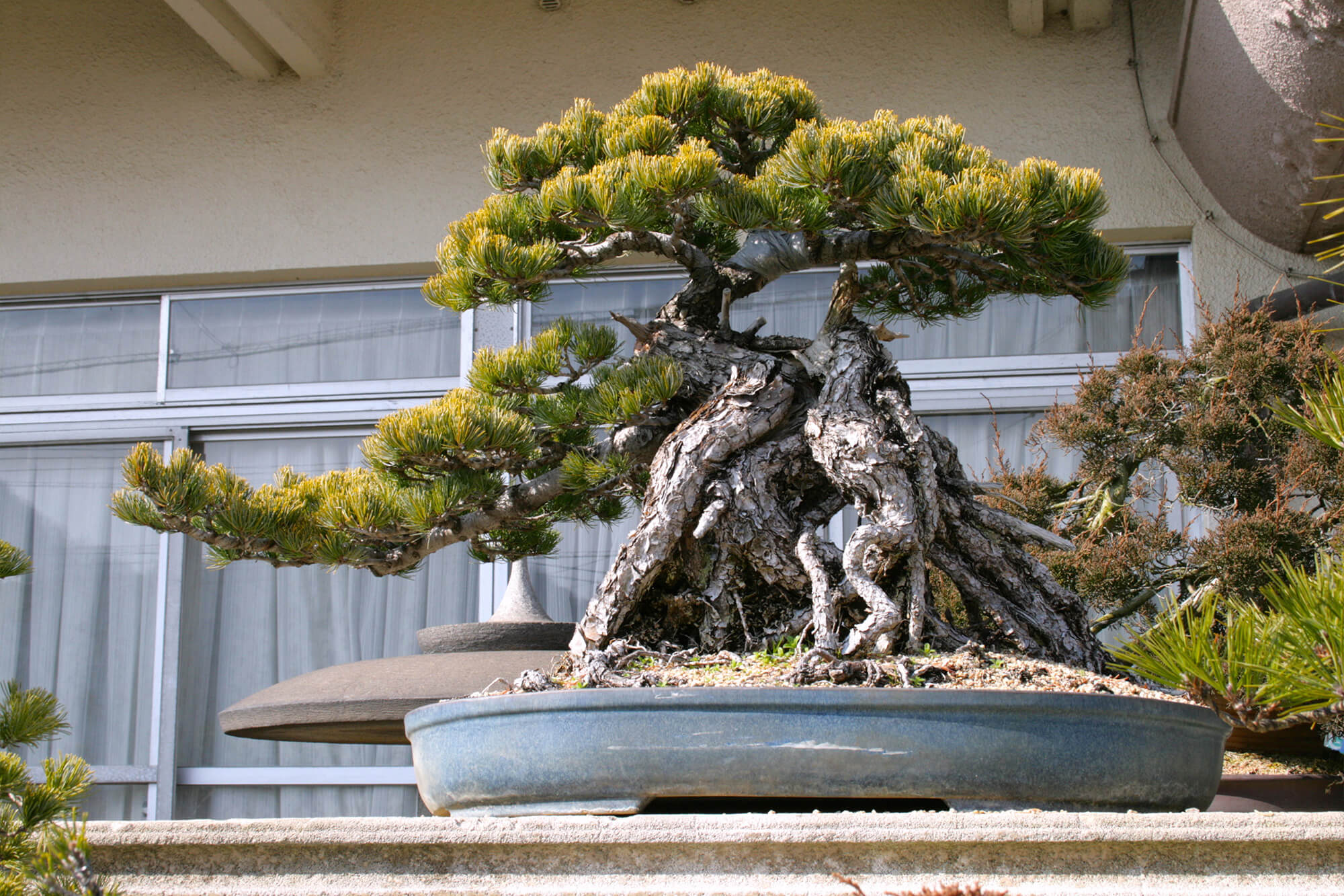 Japanese White Pine Bonsai Tree