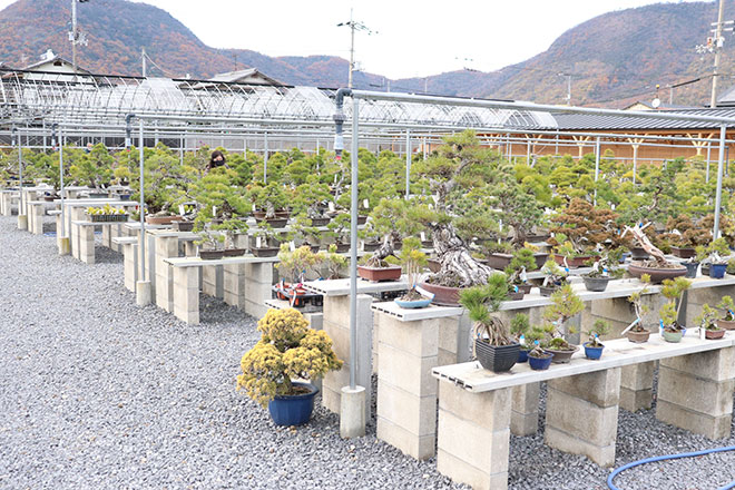 Takamatsu Bonsai no Sato