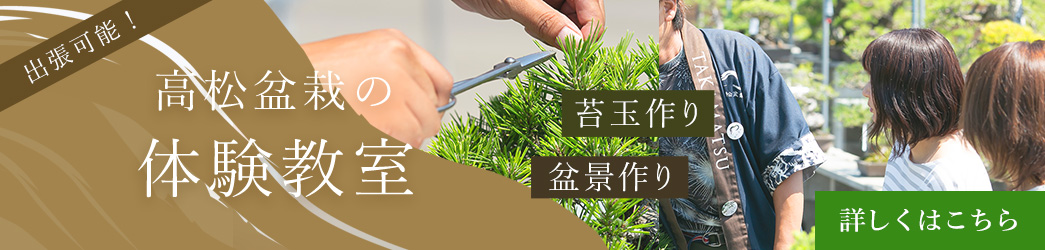 高松盆栽の出張体験教室 苔玉作り・盆景作り 詳しくはこちら