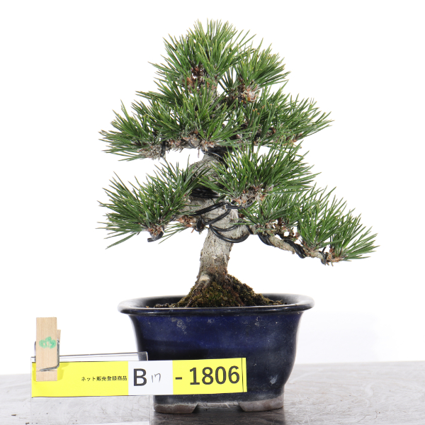 黒松【B17-1806】
