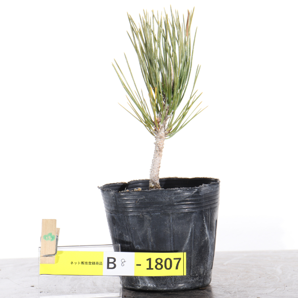 黒松　昇龍【B8-1807】