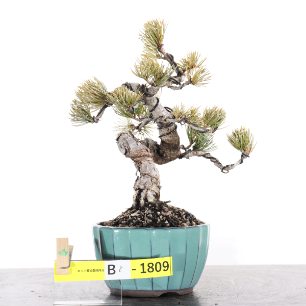 五葉松【B8-1809】