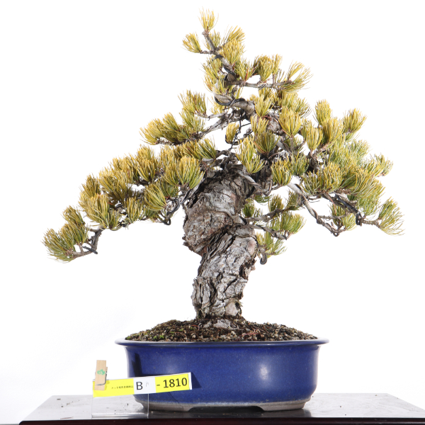 五葉松【B8-1810】
