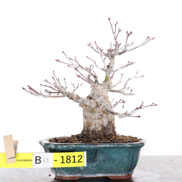 山紅葉【B63-1812】