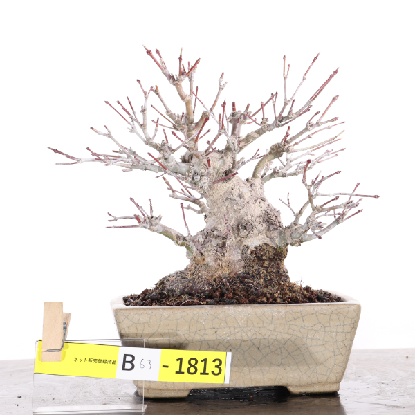 山紅葉【B63-1813】