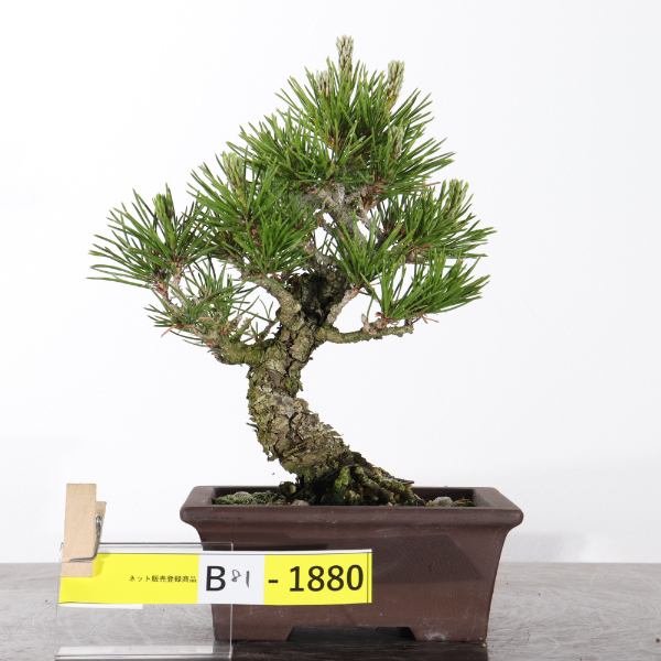 黒松【B81-1880】
