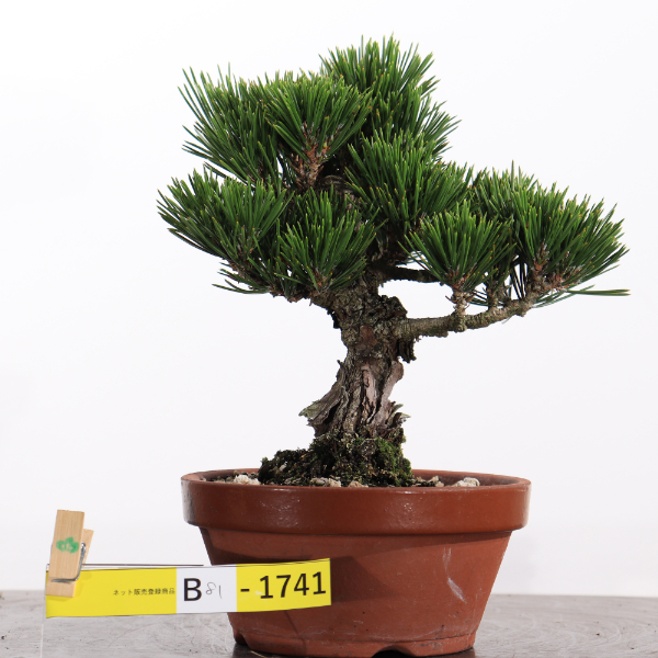 瑞宝【B81-1741】