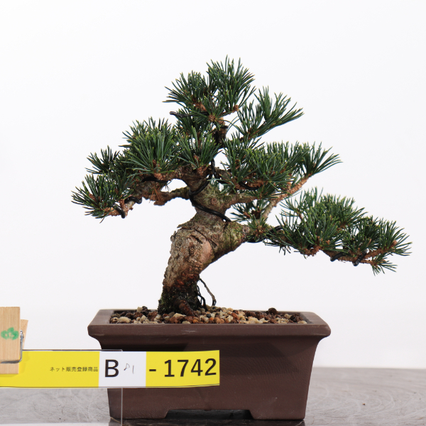 瑞祥【B81-1742】