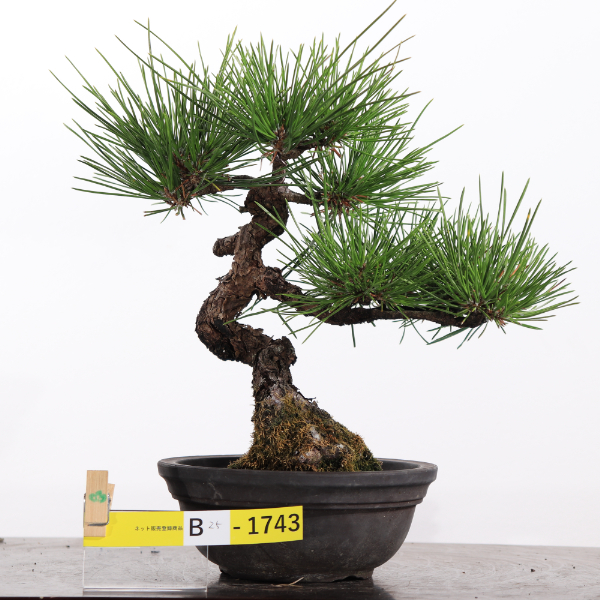 黒松【B25-1743】