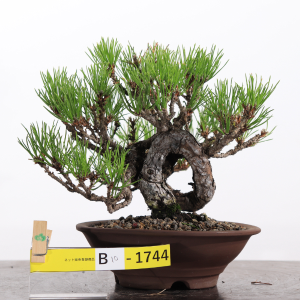黒松【B10-1744】