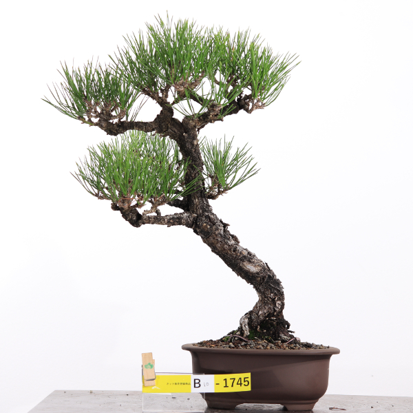 黒松【B10-1745】