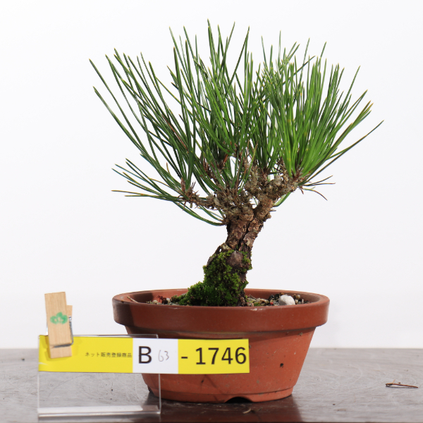 瑞宝【B63-1746】