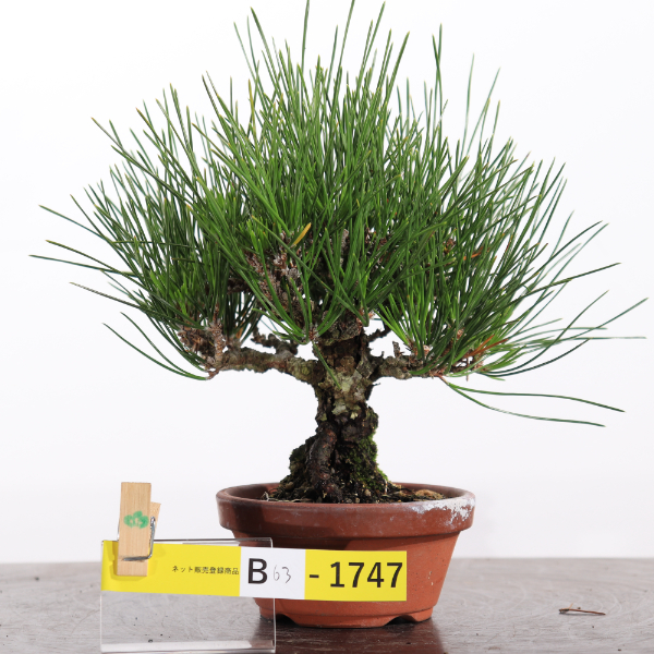 瑞宝【B63-1747】