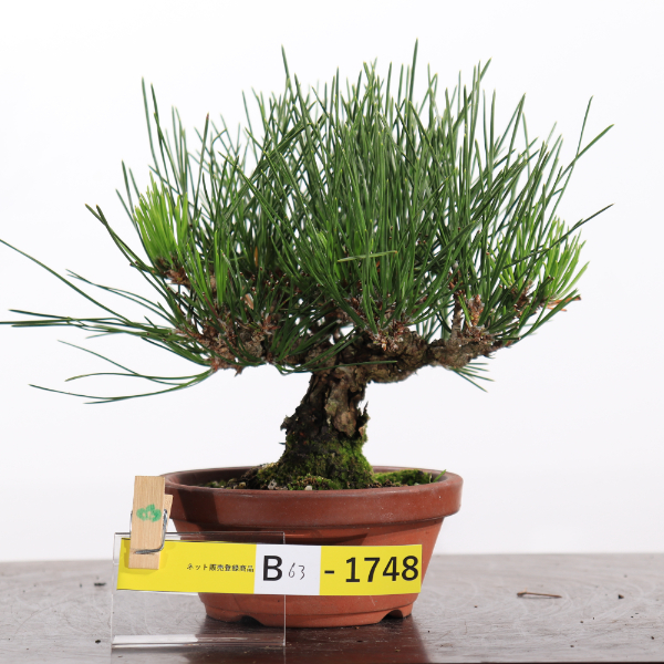 瑞宝【B63-1748】