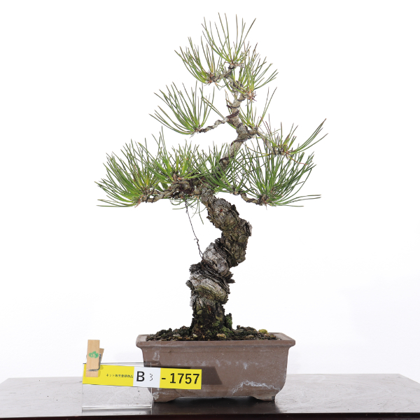黒松【B3-1757】