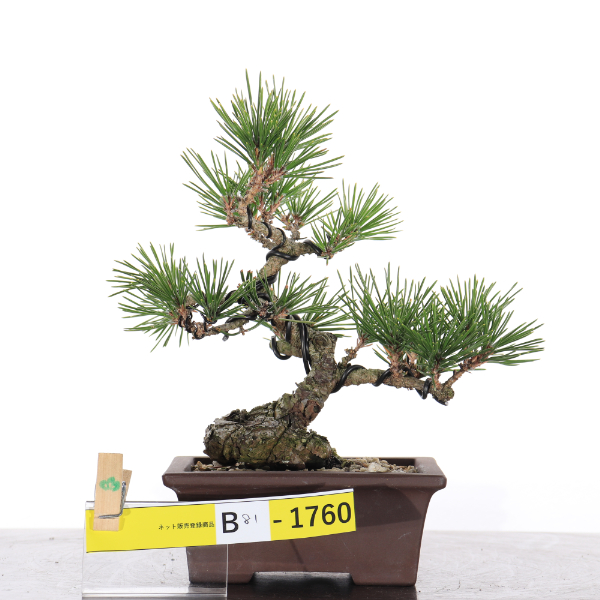 黒松【B81-1760】