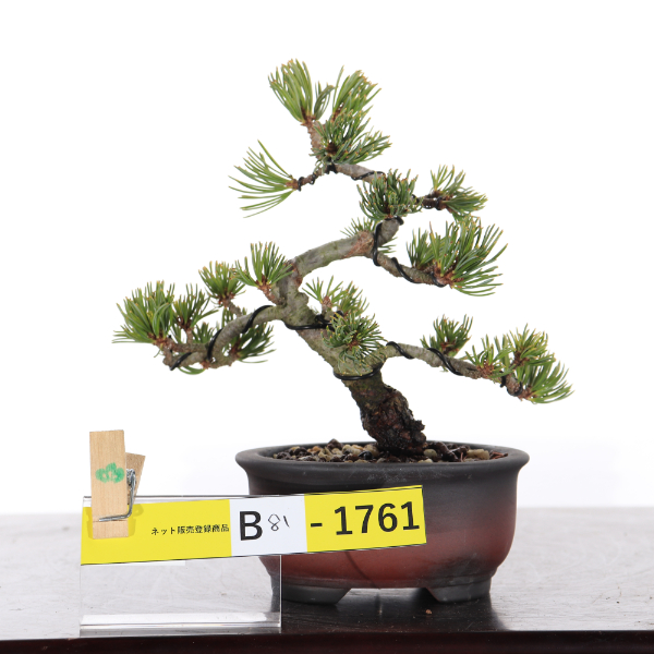 那須娘【B81-1761】