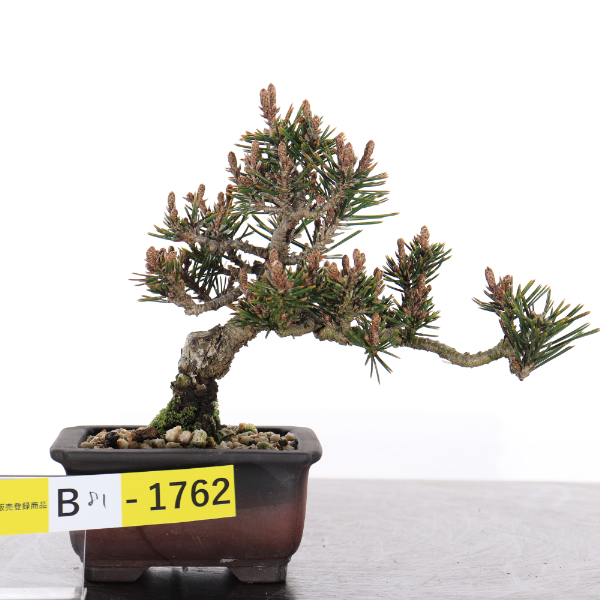 千寿姫【B81-1762】