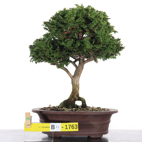 津山桧【B81-1763】