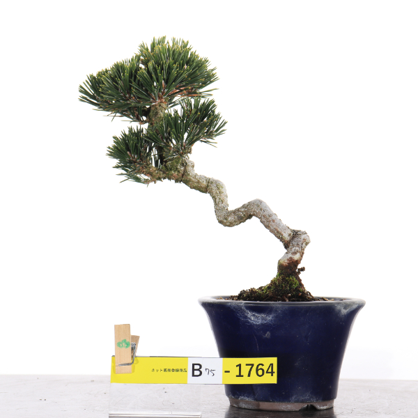 黒松　寿【B75-1764】