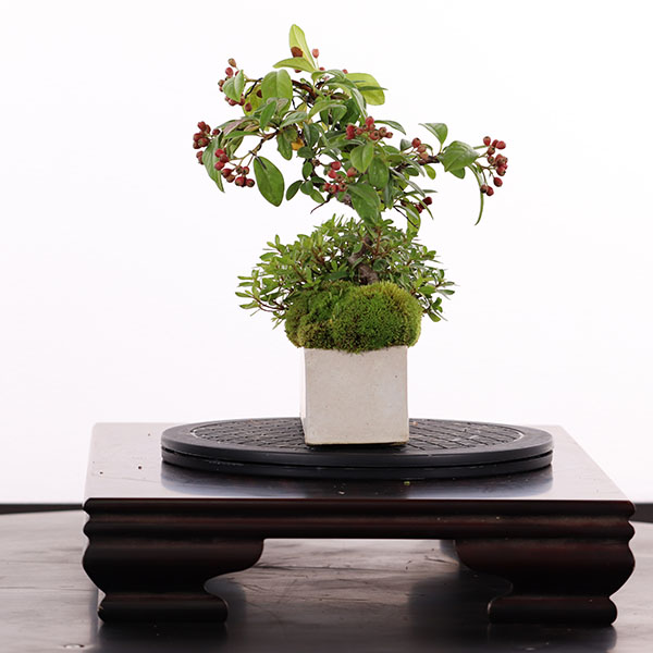 寄せ植え B5 0051 Ja香川県 高松盆栽の郷オンラインストア