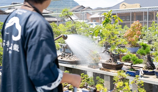 盆栽の育て方 Ja香川県 高松盆栽の郷オンラインストア