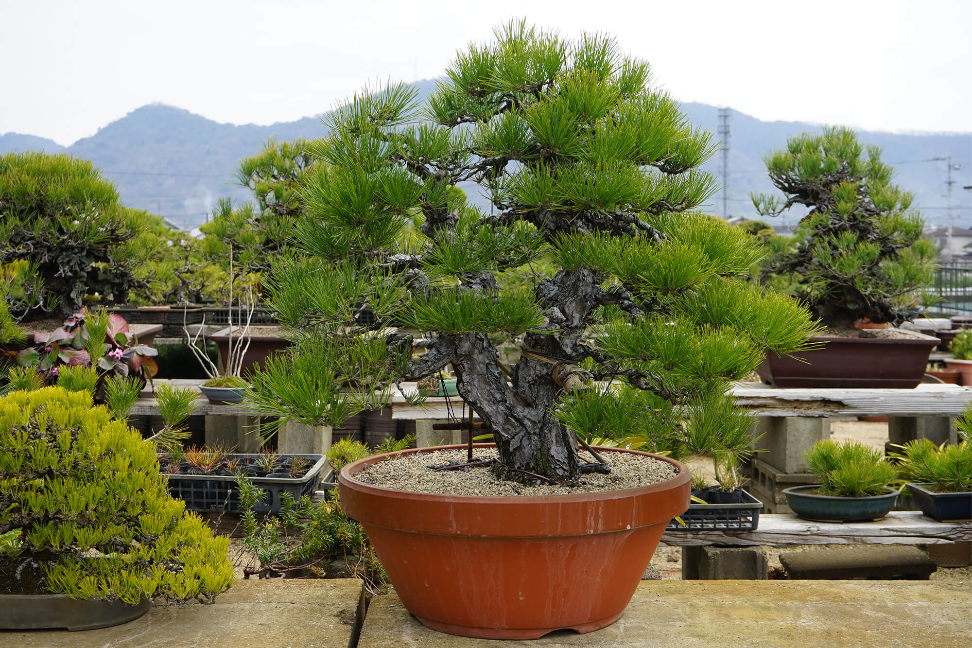 瀬戸内の島々で山採りをした黒松盆栽が並ぶ「北谷養盛園」 | 高松盆栽