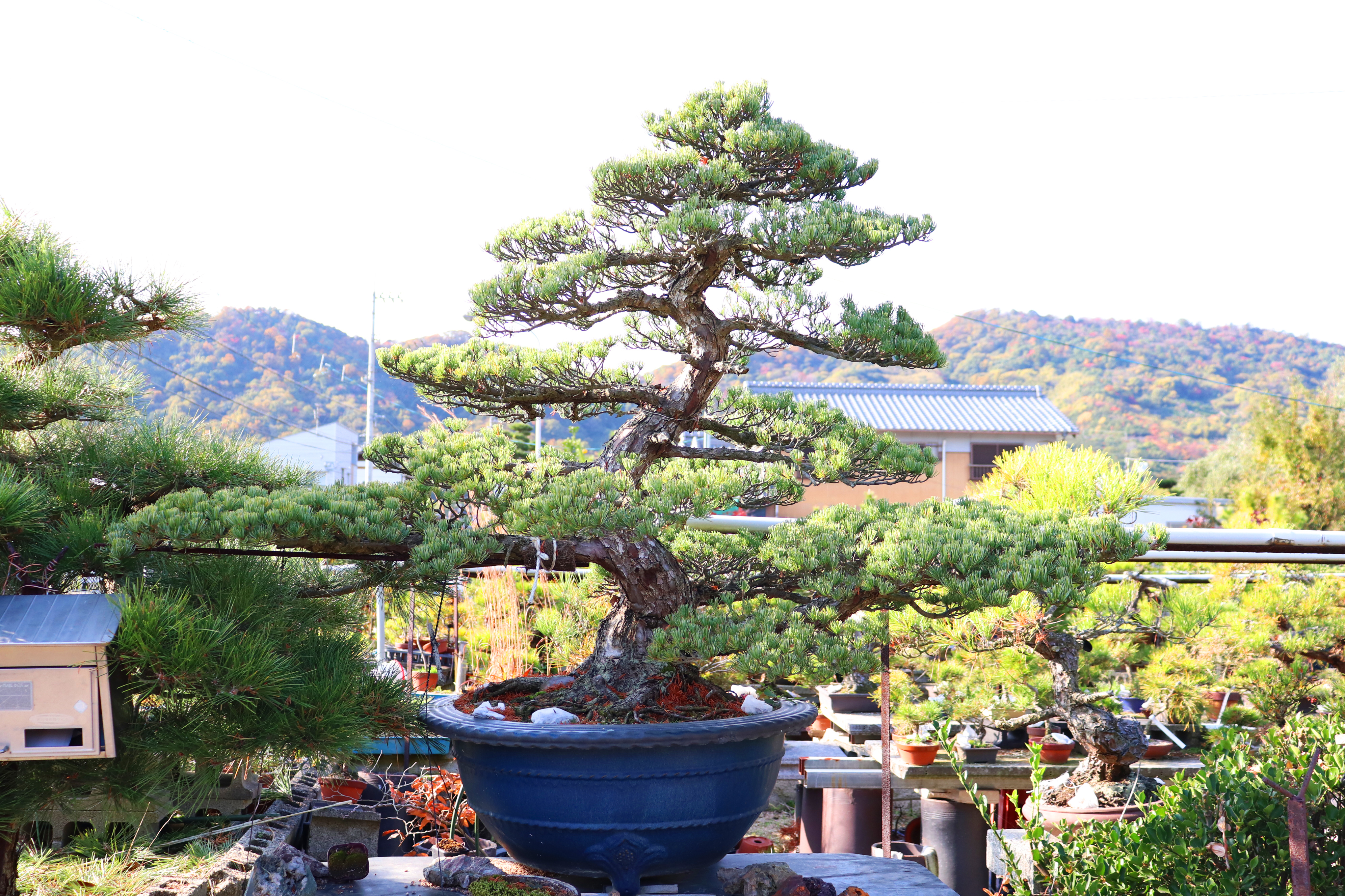 神髙福松園