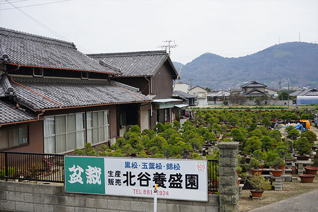 瀬戸内の島々で山採りをした黒松盆栽が並ぶ「北谷養盛園」 高松盆栽