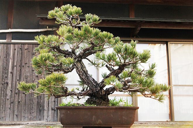 高松盆栽の玄関口を担う The盆栽 を楽しめる園 尾路旭松園 高松盆栽