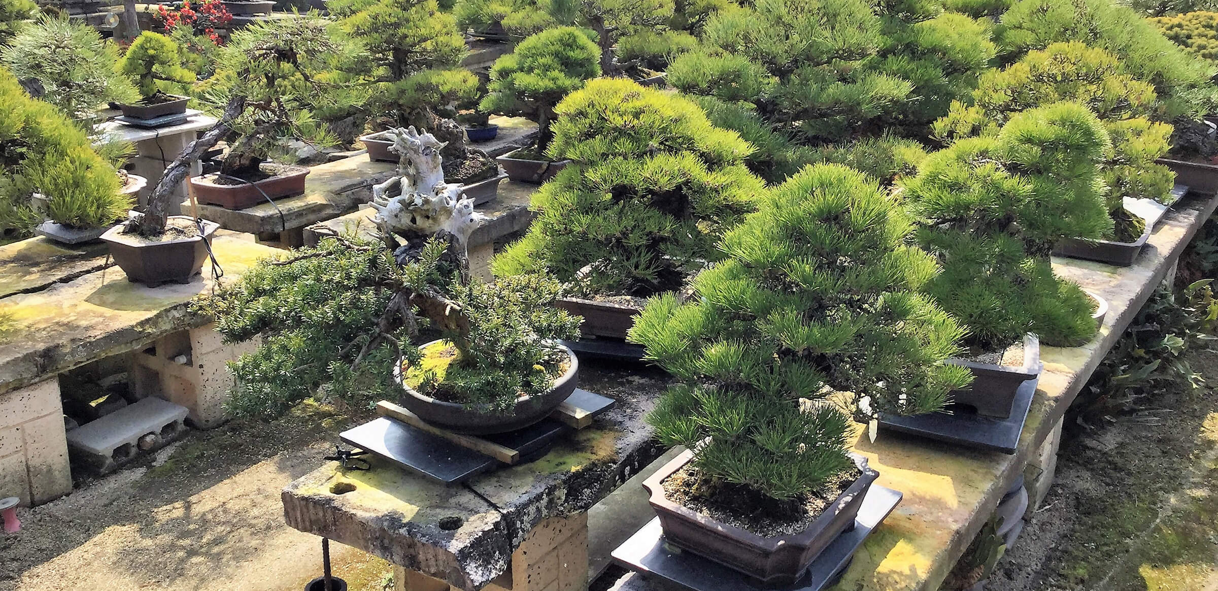 針金掛けで 樹木の個性を芸術の域に高める 清寿園 高松盆栽