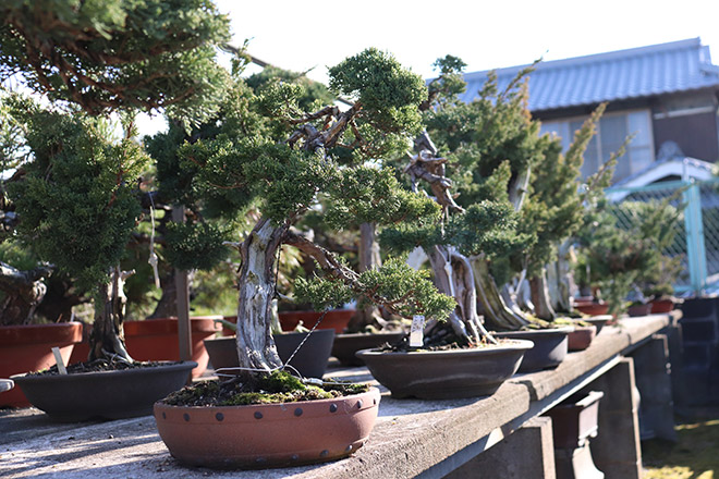 感性を磨いて作風を高める 出上吉洸園 高松盆栽