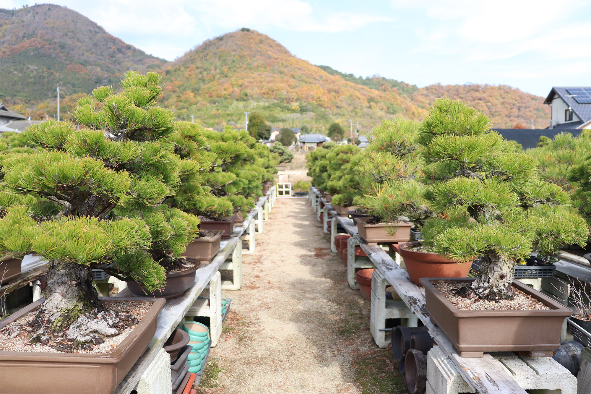 A row of black pine bonsai grown from the stage of sashiki