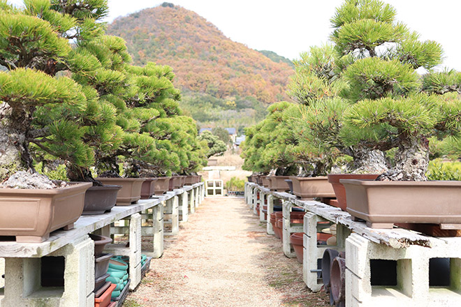 挿し木や接ぎ木から育てた黒松盆栽が並ぶ 間嶋園 高松盆栽