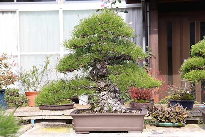 挿し木や接ぎ木から育てた黒松盆栽が並ぶ「間嶋園」 | 高松盆栽