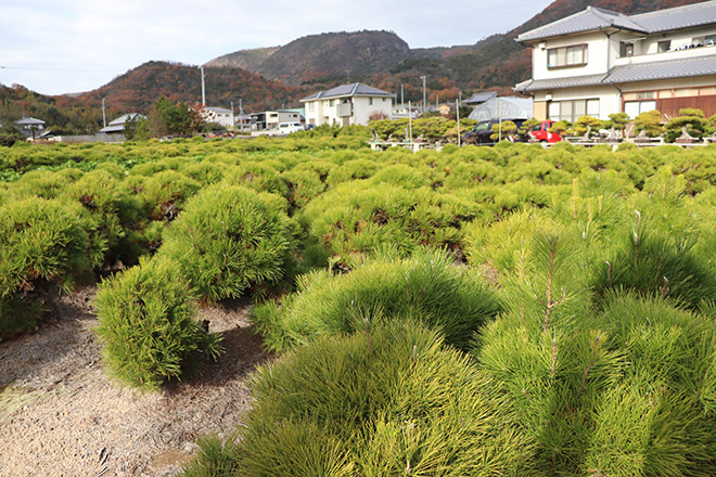 平松春松園